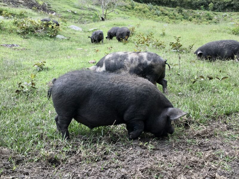 Chonchos de la Montaña